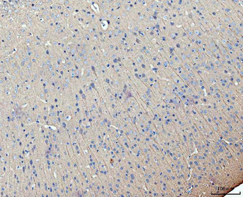 Anti-MAP2 Antibody