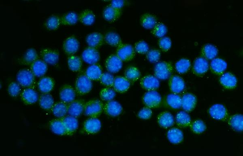 Anti-CD45/Ptprc Antibody