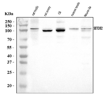 CLLD8/Setdb2 Antibody