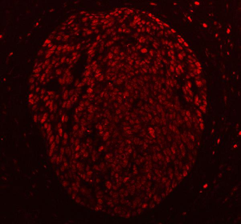 Anti-PC4/SUB1 Antibody