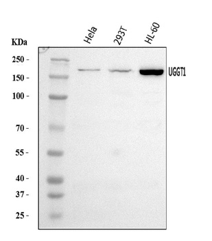 UGGT/UGT1/UGGT1 Antibody