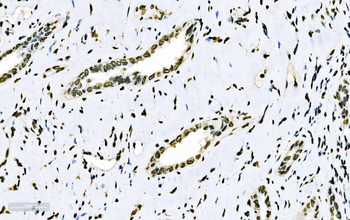 Anti-splicing factor 1 Antibody (monoclonal, 2F5D10)