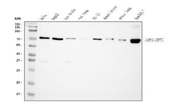 Grp75 Antibody (monoclonal, 4I9)