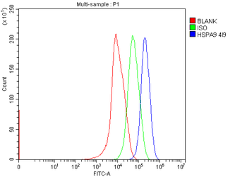 Anti-Grp75 Antibody (monoclonal, 4I9)