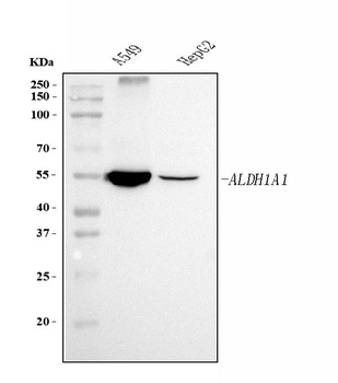 ALDH1A1 Antibody (monoclonal, 4C3)
