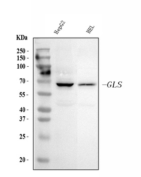 Glutaminase/GLS Antibody (monoclonal, 9G6)