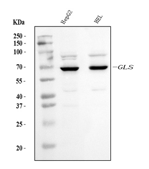 Glutaminase/GLS Antibody (monoclonal, 3G13)