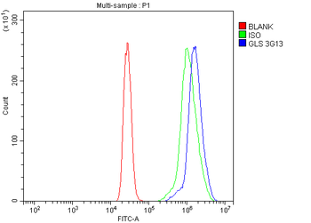 Anti-Glutaminase/GLS Antibody (monoclonal, 3G13)