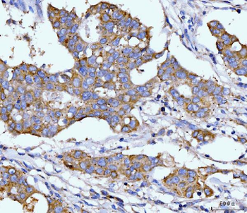 Anti-DHODH Antibody (monoclonal, 2G7)