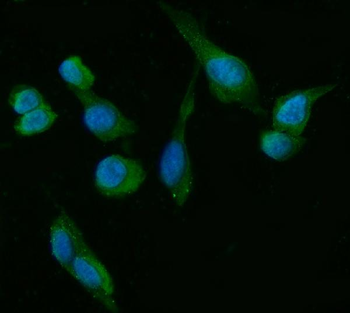 Anti-HSD3B1 Antibody (monoclonal, 3F3C/7F9C8)