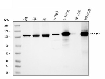 SND1 Antibody (monoclonal, 5F5E9)