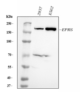 EPRS1/PARS Antibody (monoclonal, 12B5B3)