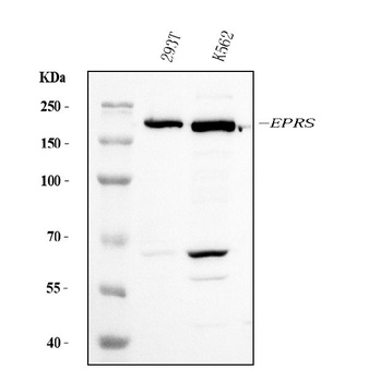 EPRS1/PARS Antibody (monoclonal, 8G9C7)