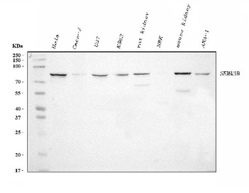 Semaphorin 3B/SEMA3B Antibody (monoclonal, 9C4F7)