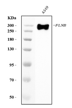 Filamin B/FLNB Antibody (monoclonal, 11E2D2)