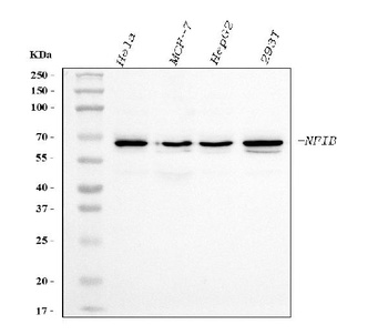 NFIB/NF1B2 Antibody (monoclonal, 4D6E4)