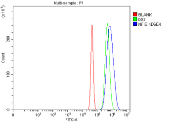 Anti-NFIB/NF1B2 Antibody (monoclonal, 4D6E4)