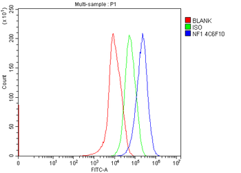 Anti-Neurofibromin/NF1 Antibody (monoclonal, 4C6F10)