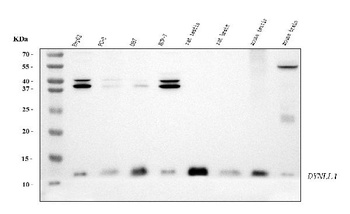 DYNLL1/PIN Antibody (monoclonal, 6G2H1)