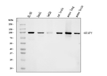 RALBP1 Antibody (monoclonal, 2F9D3)
