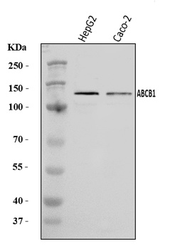 P Glycoprotein/ABCB1 Antibody