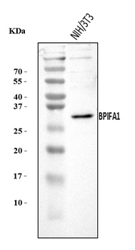 Plunc/BPIFA1 Antibody