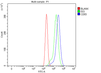 Anti-CD93 Antibody