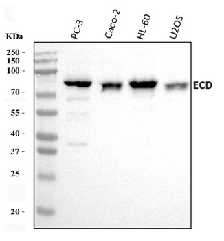 SGT1/ECD Antibody