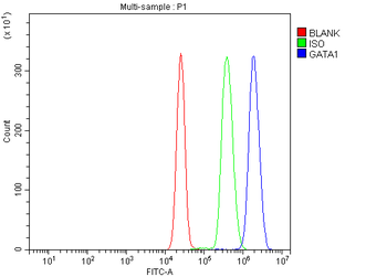 Anti-GATA1 Antibody