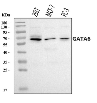 GATA6 Antibody