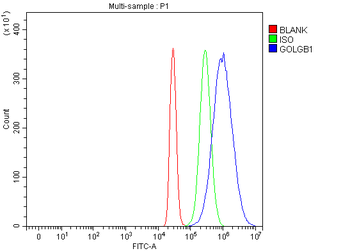 Anti-Giantin/GOLGB1 Antibody