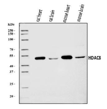 Anti-HDAC8 Antibody
