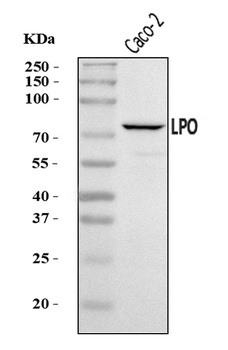 LPO Antibody