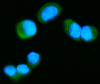 Anti-Tau/MAPT Antibody