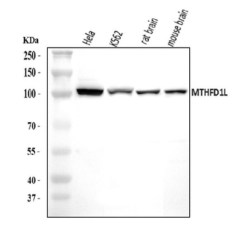 MTHFD1L Antibody