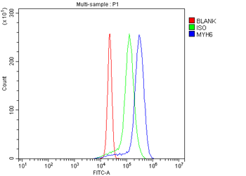 Anti-MYH6 Antibody