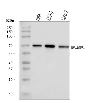 Nac1/NACC1 Antibody
