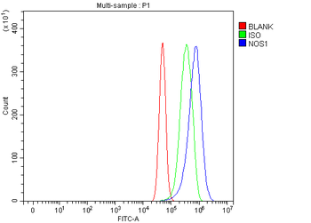 Anti-nNOS (neuronal)/NOS1 Antibody