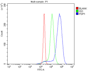 Anti-PDP1/PDP Antibody