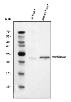 Phospholamban/PLN Antibody