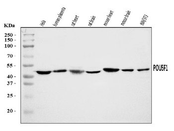 Anti-Oct4/POU5F1 Antibody
