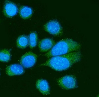 Anti-Poliovirus Receptor/PVR Antibody