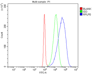 Anti-RPLP0 Antibody