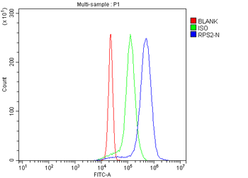 Anti-RPS2 Antibody