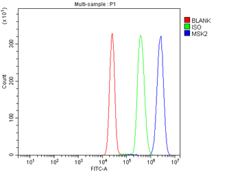 Anti-MSK2/RSK-B/RPS6KA4 Antibody