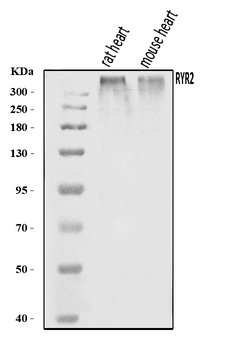 Anti-RYR2 Antibody