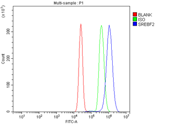 Anti-SREBP2/SREBF2 Antibody