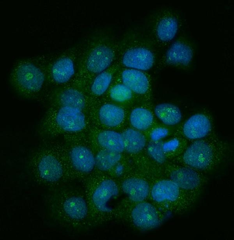 Anti-TRF1/TERF1 Antibody