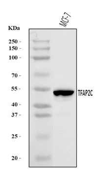 AP2 gamma/TFAP2C Antibody