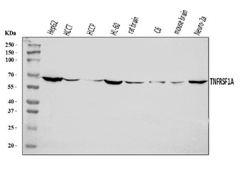 TNF Receptor I/TNFRSF1A Antibody